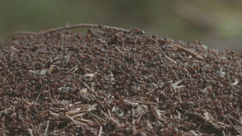 Forest anthill, a colony of insects in the wild forest close up High quality 4k Stock Footage 155836066