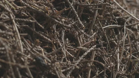 Forest anthill, a colony of insects in the wild. High quality 4k footage small Stock Footage 156289293