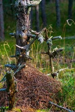 Forest anthill covered with pine needles 스톡 사진