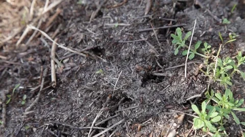 Forest anthill Stock Footage 50116786