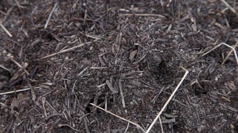 Forest anthill Stock Footage 50116807