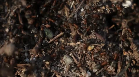 Forest anthill Stock Footage 50117118