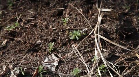 Forest anthill Stock Footage 50117128