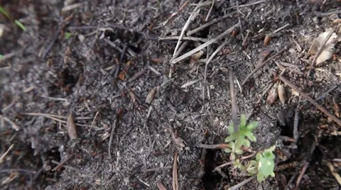 Forest anthill Stock Footage 50117217