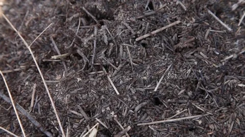 Forest anthill Stock Footage 50117218