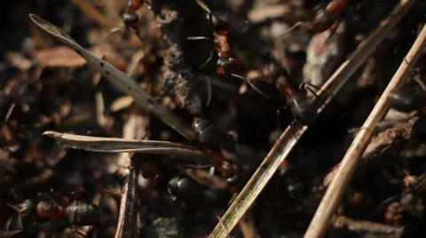 Forest anthill Stock Footage 50117226
