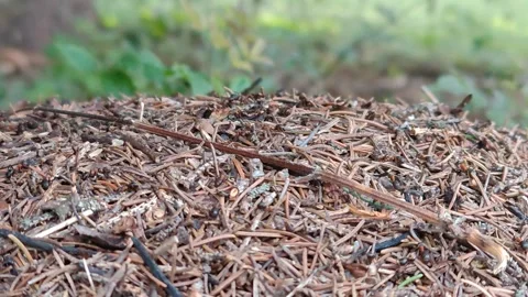 Forest anthill 動画素材 318414908