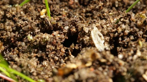 Forest anthill macro Stock Footage 147728295