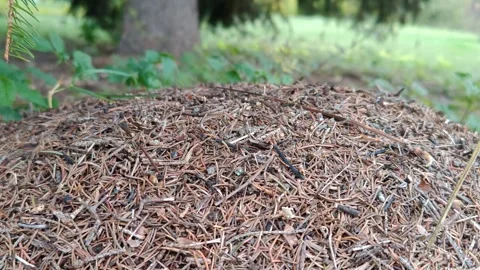 A forest anthill under a tree on a sunny day Stock Footage 318414866