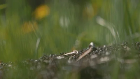 Forest ants and an ant colony at work build nests. 4k Stock Footage 123544040