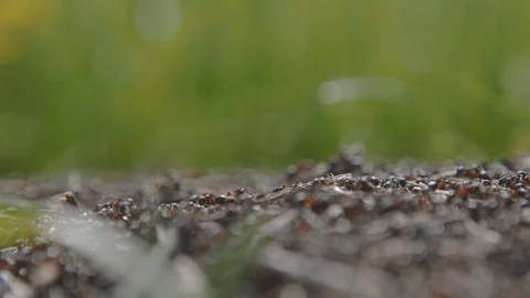 Forest ants and an ant colony at work build nests. 4k Stock Footage 123544155