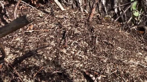 Forest ants in the ant Stock Footage 107778080
