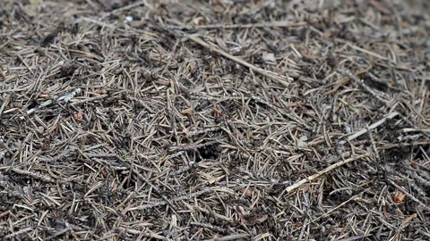 Forest ants on the anthill Stock Footage 105128830
