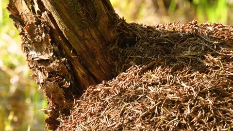 Forest ants in an anthill Stockbeeldmateriaal 275147924