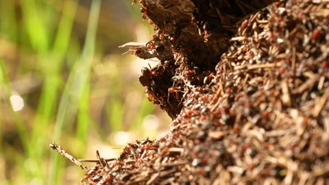 Forest ants in an anthill Video stock 275148836