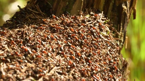 Forest ants in an anthill Video stock 275148923