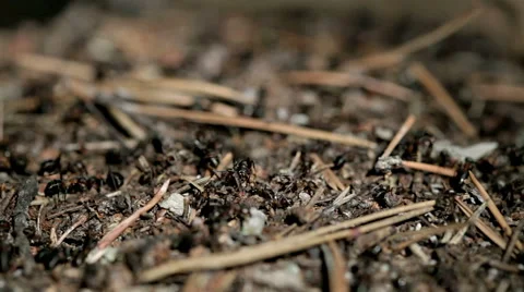 Forest ants anthill macro closeup Stock Footage 42690084
