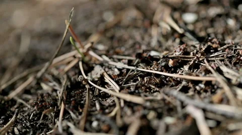 Forest ants anthill macro closeup Stock Footage 42690097
