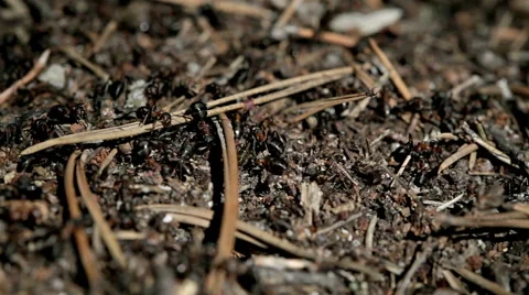 Forest ants anthill macro closeup Stock Footage 42690107