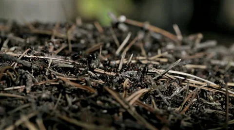 Forest ants anthill macro closeup Stock Footage 42690277