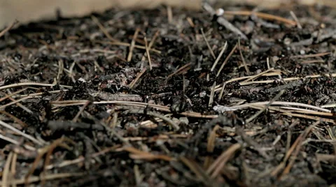 Forest ants anthill macro closeup Stock Footage 42690281