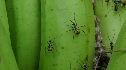 Forest ants on bananas Stock Footage 81660526