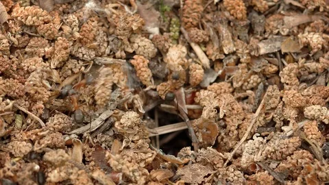 Forest ants equip its nest Video stock 72698997
