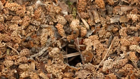 Forest ants equip its nest Stock Footage 75006417