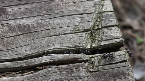 Forest ants. Stock Footage 196184520