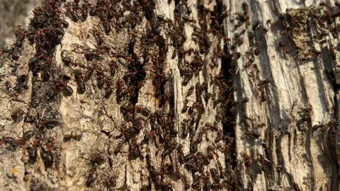 Forest ants. Stock Footage 238087921