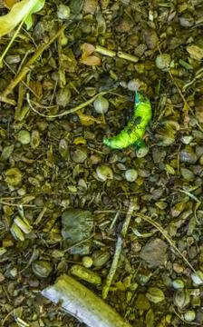 Forest ants in foraging Stock Photos