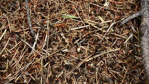 Forest ants Formica rufa run on the murrium.  Stock Footage 138530816