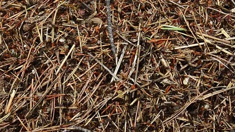 Forest ants Formica rufa run on the murrium. 1 Stock Footage 138530828