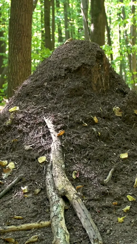 Forest ants. Large brown anthill in the forest in summer. Stock Footage 316238532