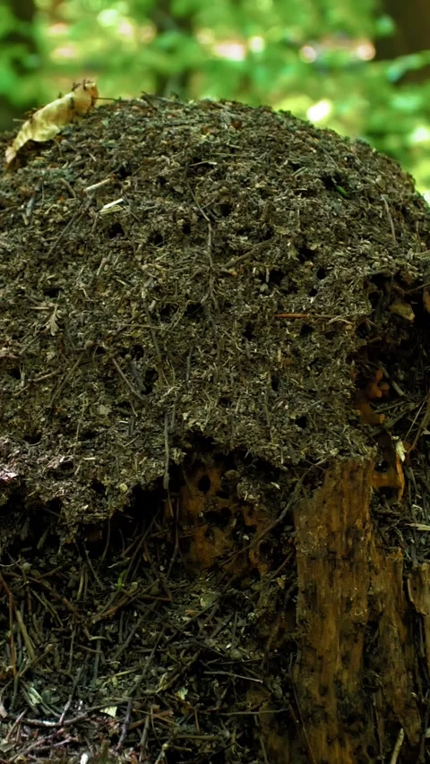 Forest ants. Large brown anthill in the forest in summer. Video stock 316238640