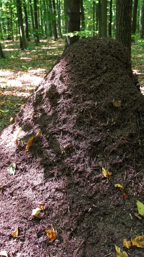 Forest ants. Large brown anthill in the forest in summer. Stock Footage 316238825