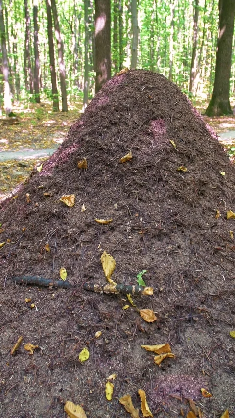 Forest ants. Large brown anthill in the forest in summer. Stock Footage 316239230