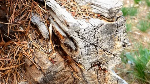 Forest Ants in a Log Video stock 38841581