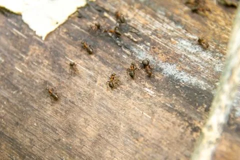 Forest ants move on a log, selective focus Stock Photos