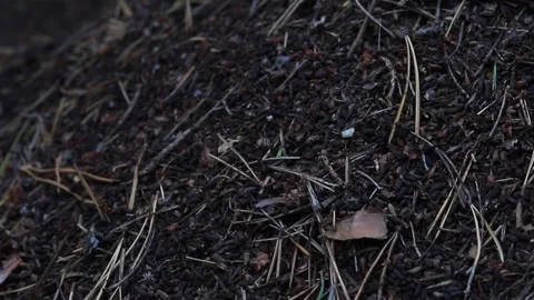 Forest Ants Moving Active in Large Anthill Made of Pine Needles and Twigs. .. Stock Footage 346784751