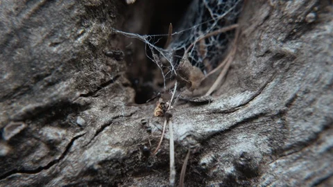 Forest ants in an old tree trunk Stock Footage 107078875