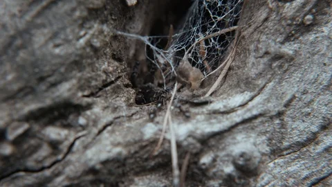 Forest ants in an old tree trunk Video stock 107079217