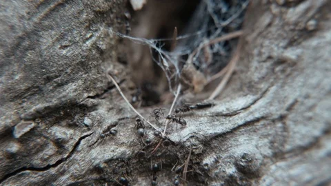 Forest ants in an old tree trunk Stock Footage 107079268