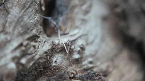 Forest ants in an old tree trunk Stock Footage 107079342