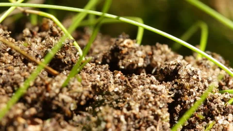 Forest ants running around in their anthill 库存影片 146910207