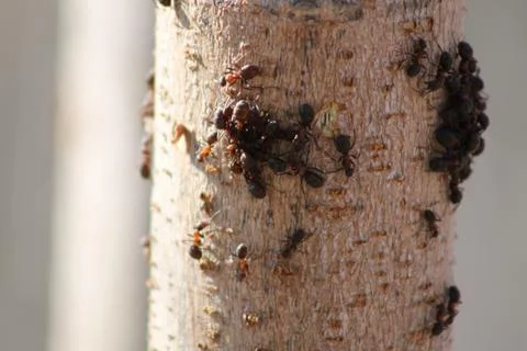 Forest ants on a tree branch Stock Photos