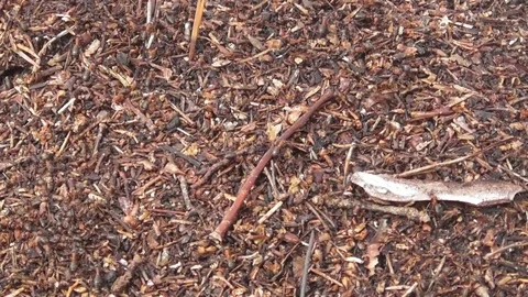 Forest ants Wake up after winter hibernation in early April Video stock 118660544