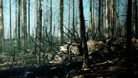 Forest area after fire event in daylight showing burned trees and fallen logs Stock Footage 344956498
