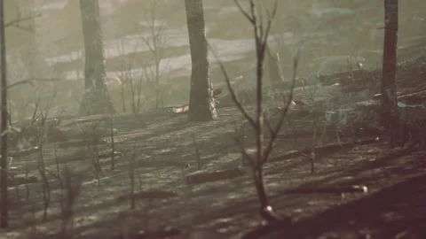 Forest area after a fire shows charred trees and ash on the ground Stock Footage 344871493