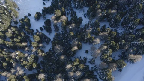Forest area after snowfall Video stock 129364637